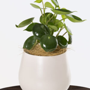 Peperomia Raindrop