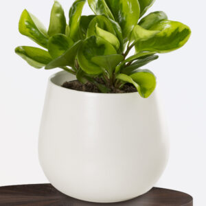 Peperomia obtusifolia Lemon & Lime