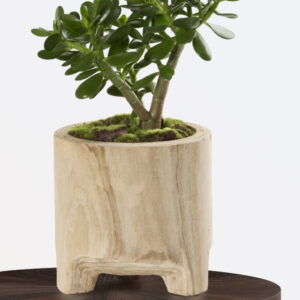 Jade Plant