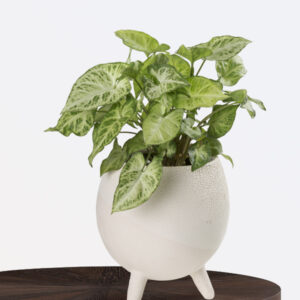 Arrowhead Plant