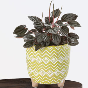 Emerald Ripple Pepperomia