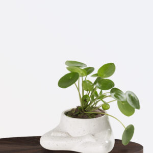Pilea Peperomiodes Chinese Money Plant