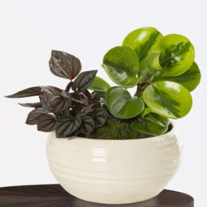 Emerald Ripple Pepperomia