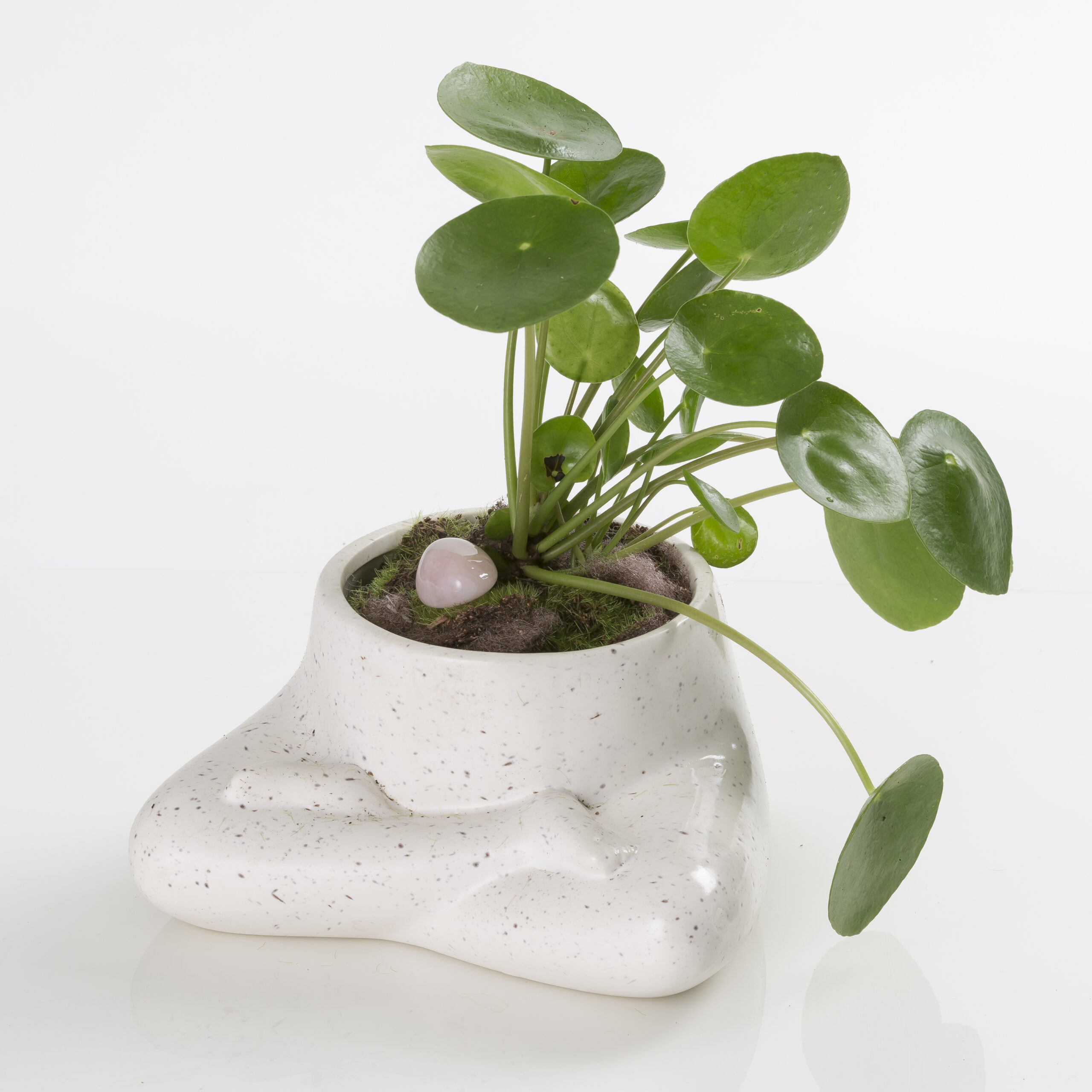 Pilea Peperomiodes Chinese Money Plant